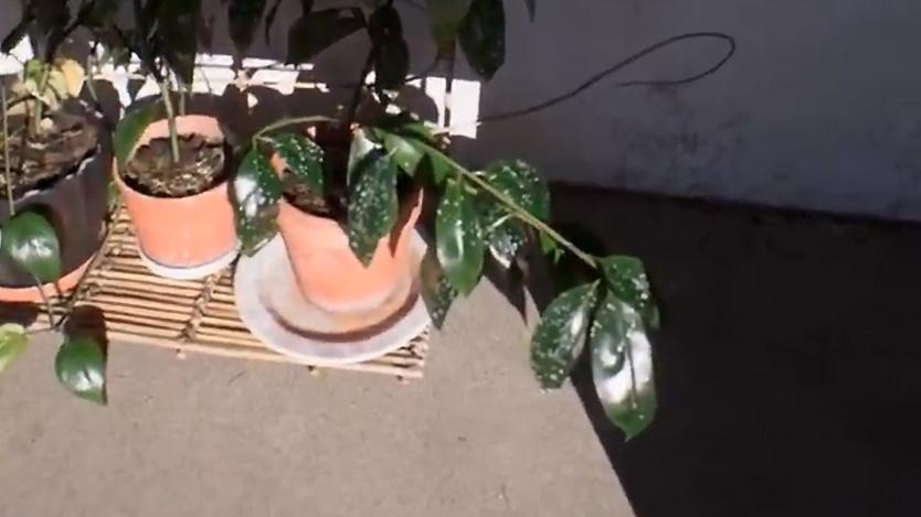 I’ve seen the way forward for videogame graphics, and it’s this plant