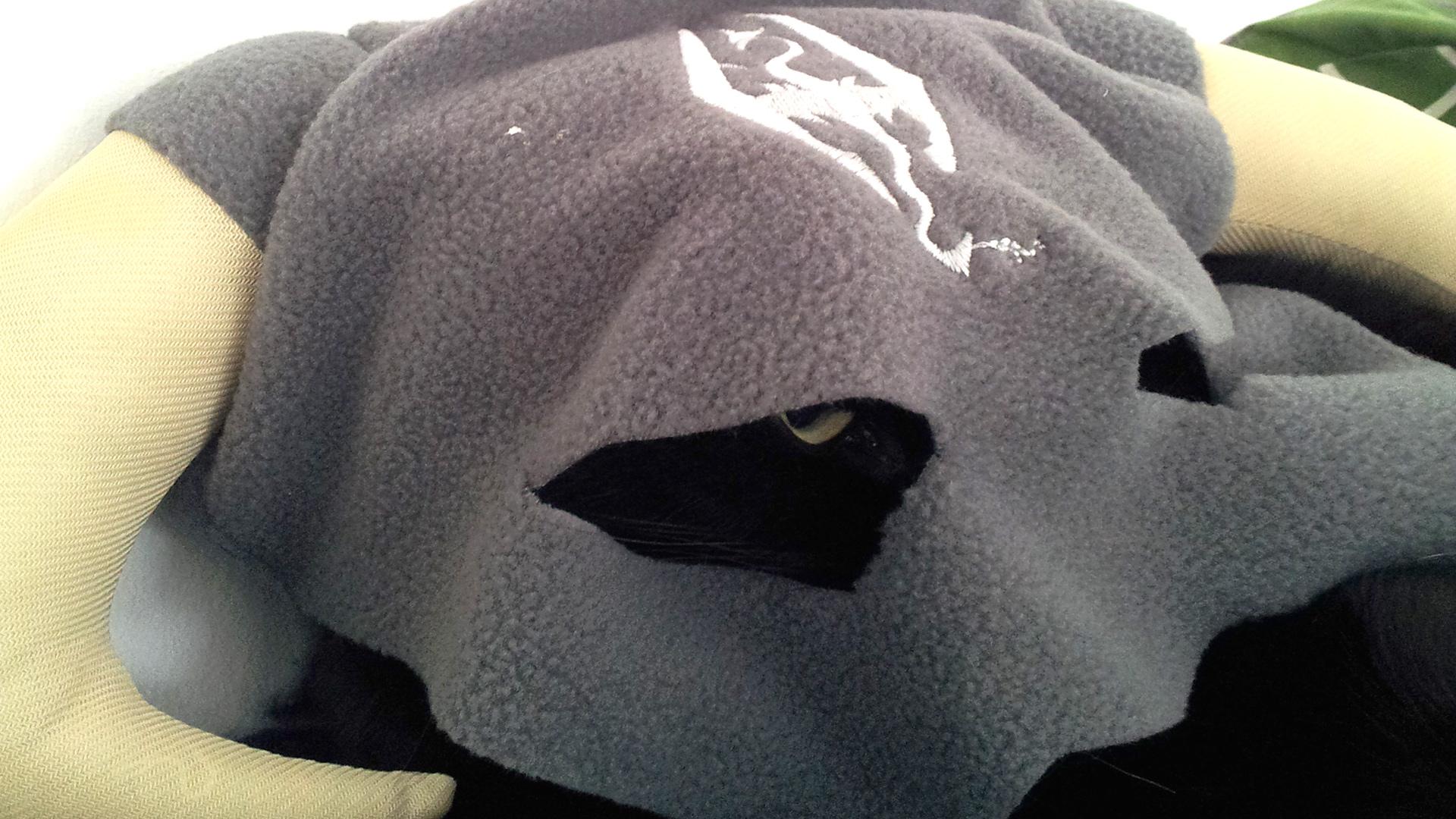 New Elder Scrolls Online growth brings again the dragons (and likewise cats)