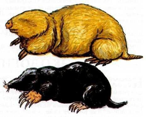 О языках и кротах О языках и кротах