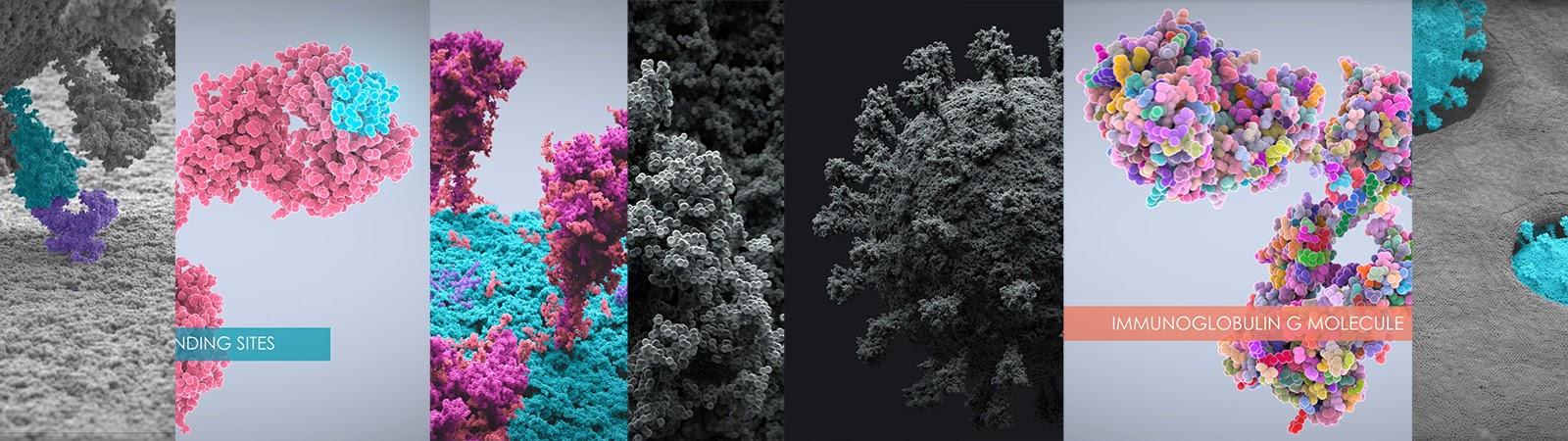 Молекулярная биология. Houdini. NVIDIA 3080. Коронавирус vs иммуноглобулины Молекулярная биология. Houdini. NVIDIA 3080. Коронавирус vs иммуноглобулины