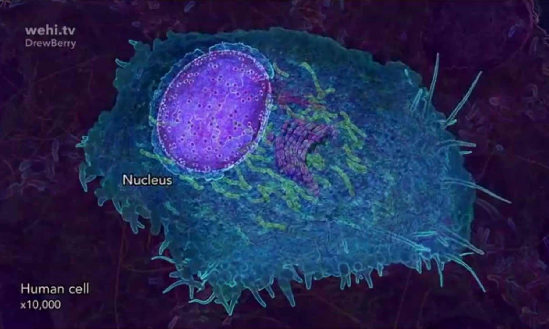 Модель клетки