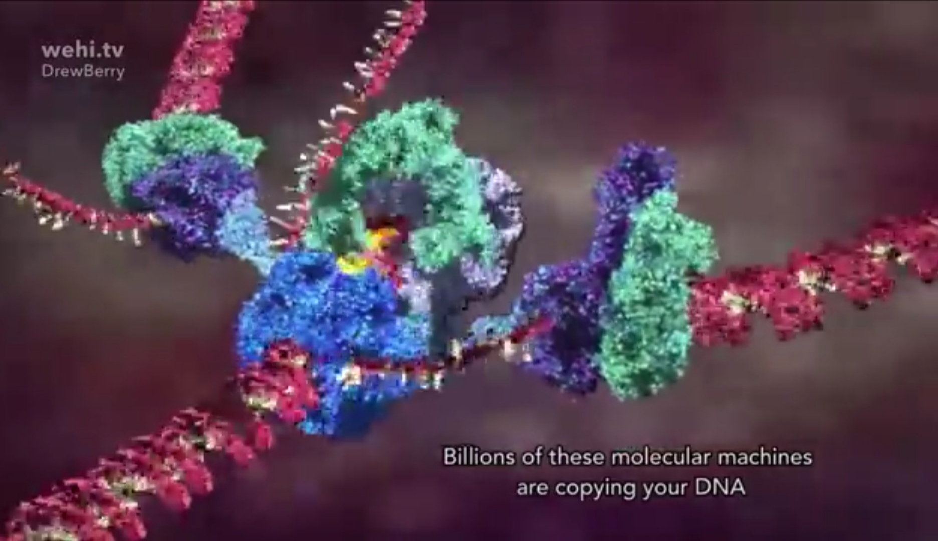 Репликация ДНК