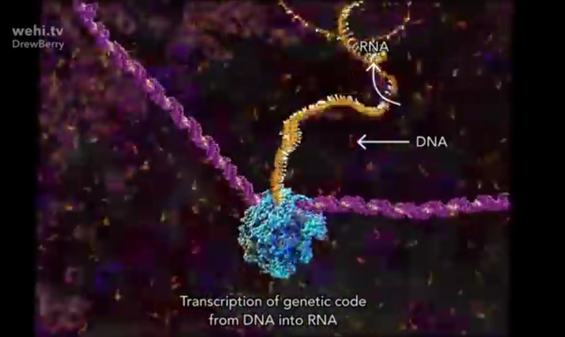 Транскрипция (или транскрибация?) РНК на основе ДНК