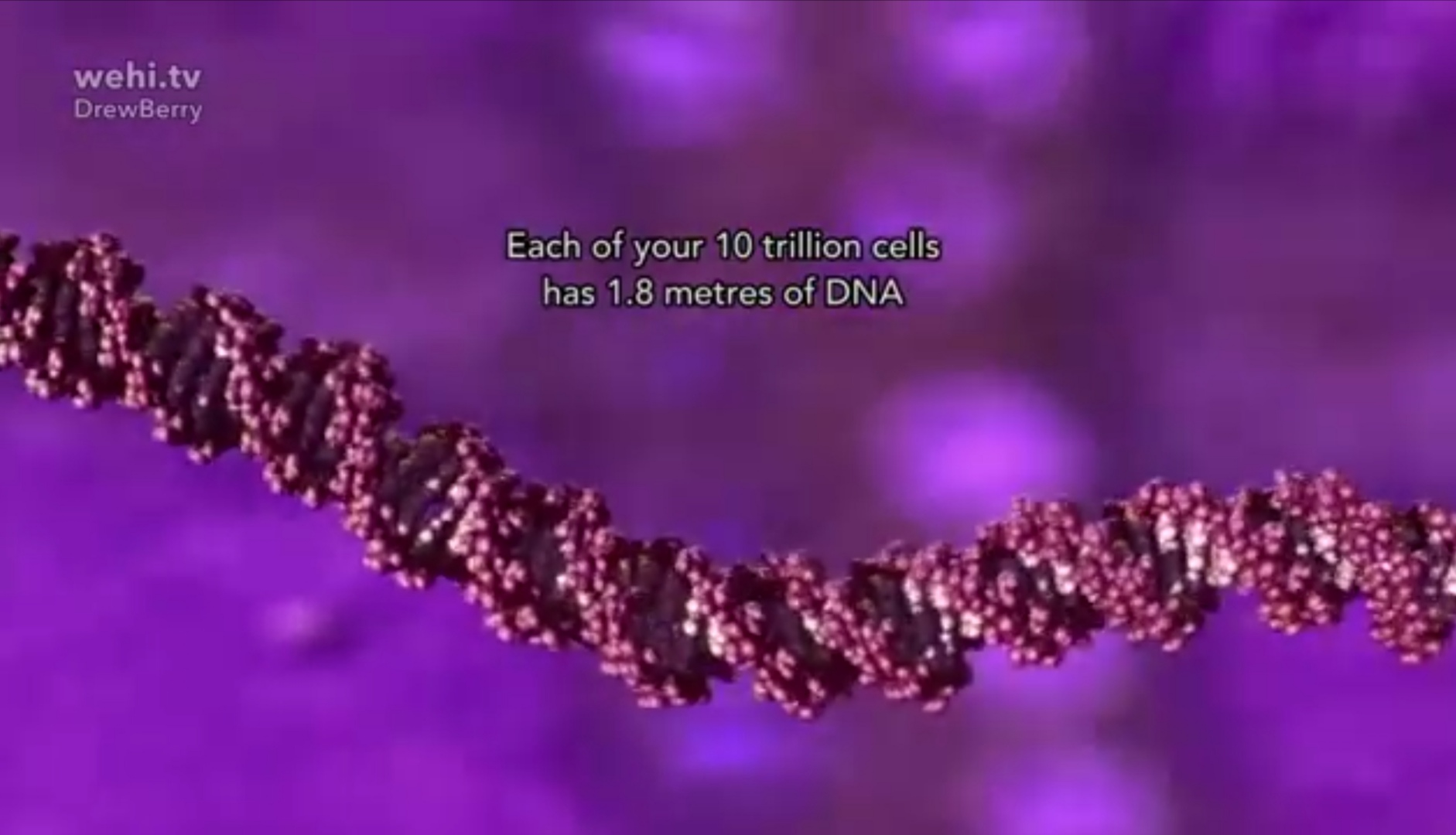 Общая длина всех молекул ДНК у человека примерно 180см