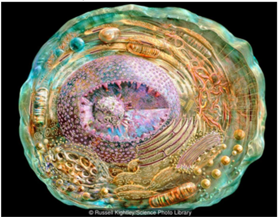 Схематическое изображение клетки в разрезе