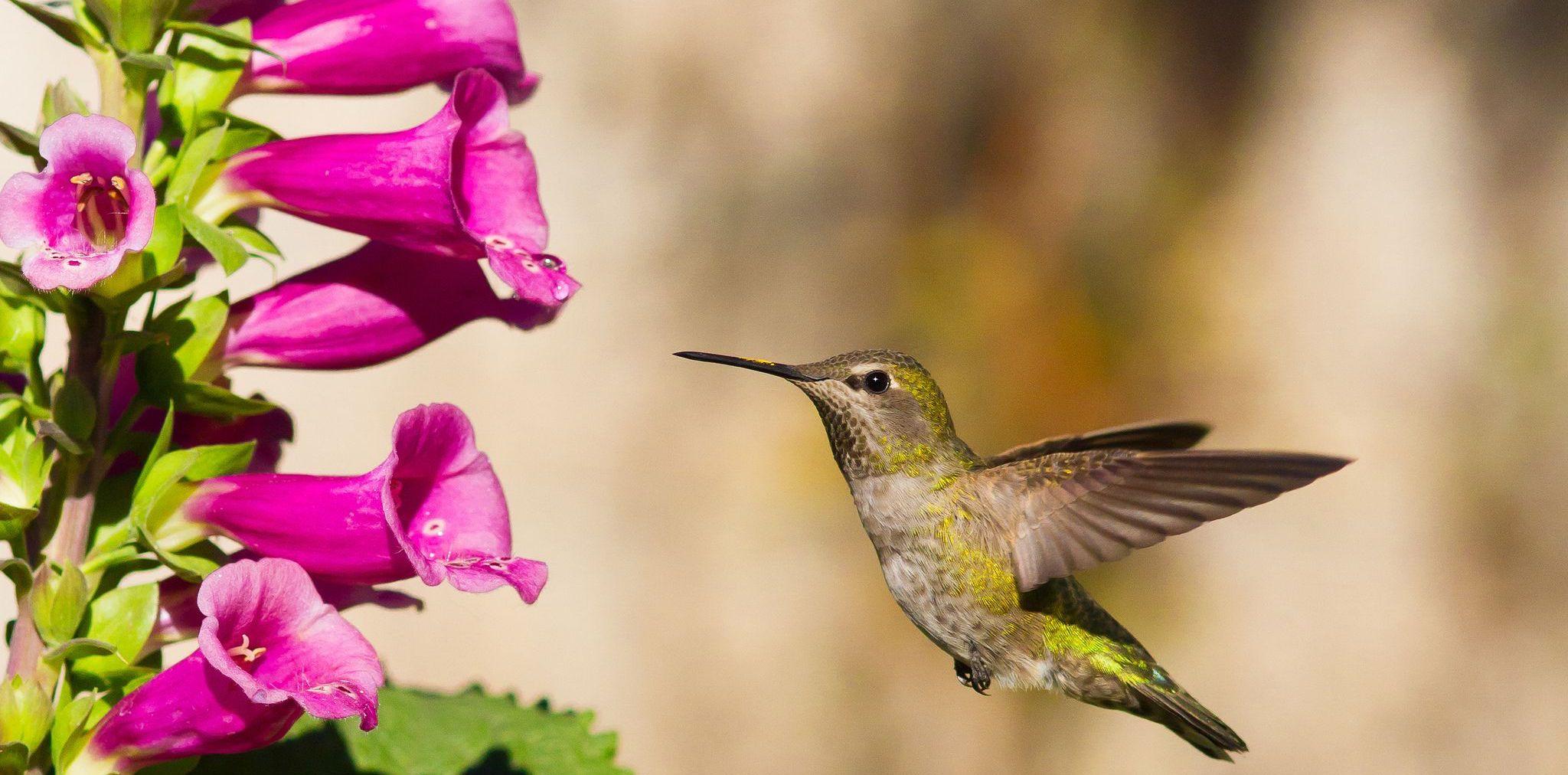Вынужденный экспресс-курс эволюции: дигиталис и колибри Вынужденный экспресс-курс эволюции: дигиталис и колибри