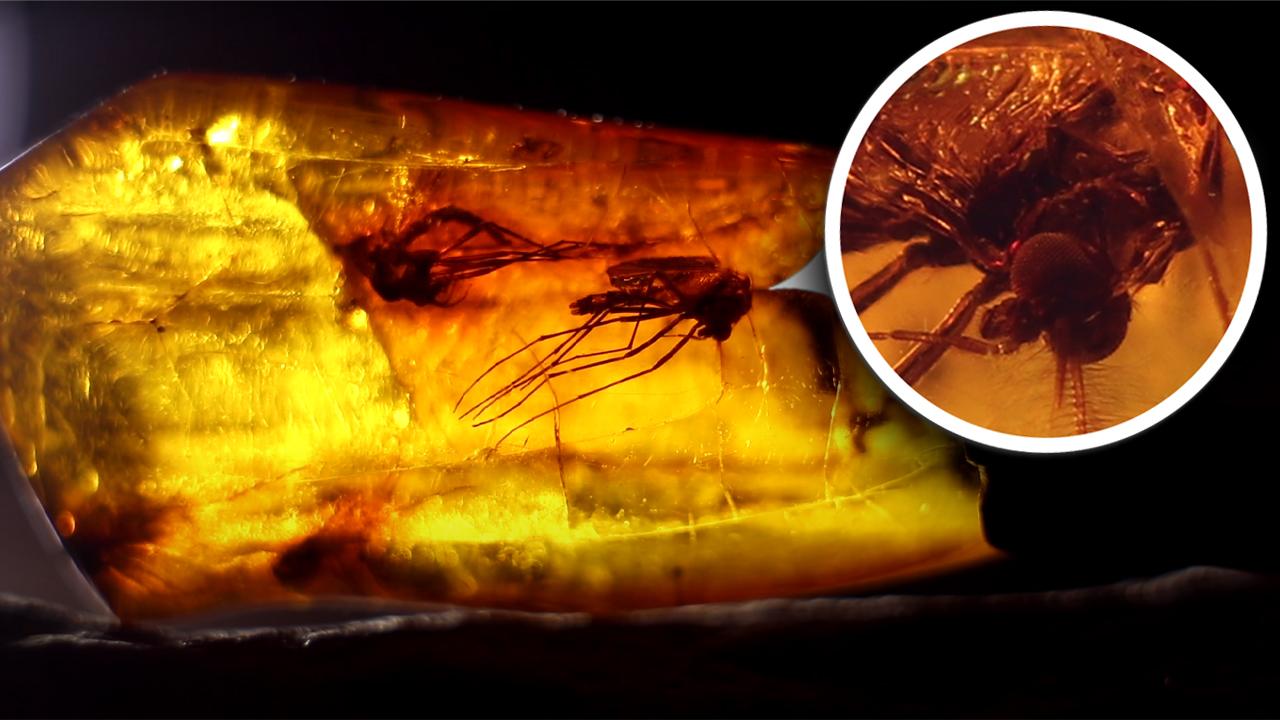 В поисках ДРЕВНЕЙ жизни. История под ногами В поисках ДРЕВНЕЙ жизни. История под ногами