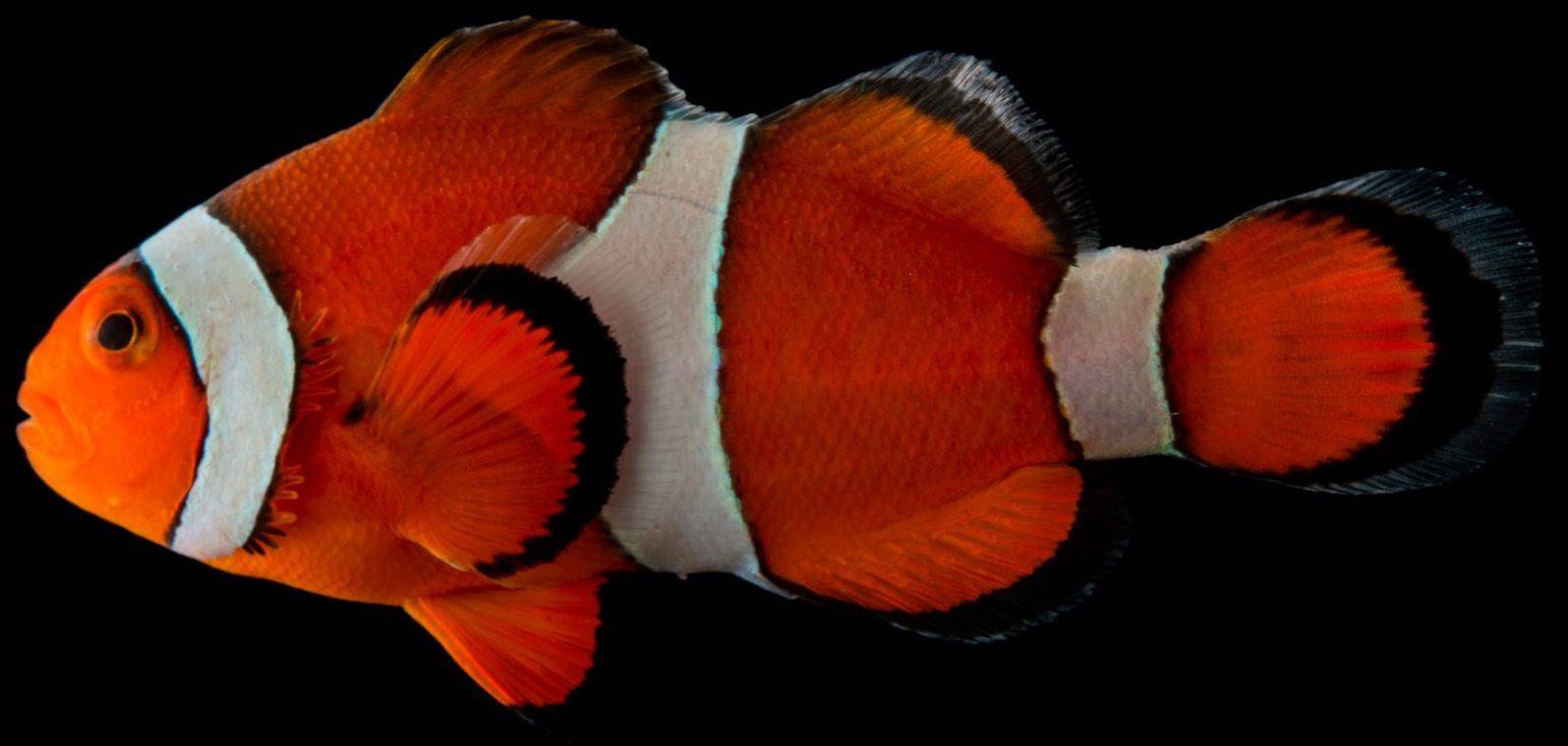 Откуда у рыб-клоунов белые полосы на теле? Откуда у рыб-клоунов белые полосы на теле?