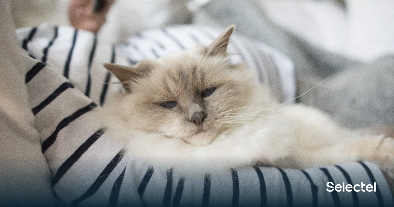 Кто сказал «мяу»: бывший разработчик из Amazon создал переводчик с кошачьего