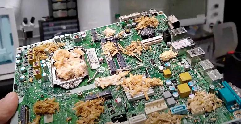 В Великобритании показали материнскую плату на основе грибов